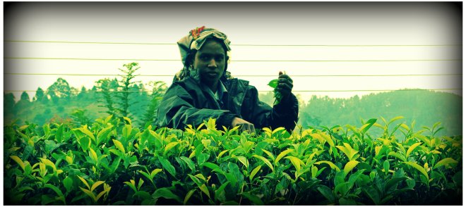 Woman harvesting tea