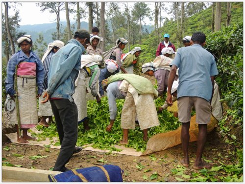 Tea plantation workers on the path up to Little Adam's Peak