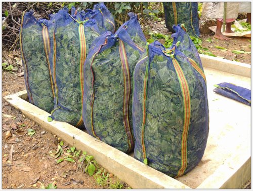 Collected tea leaves in bags