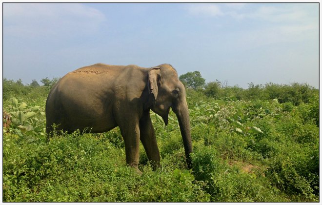 Elephant spotting at Udawalawe National Park